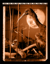 curlew-david-hlynski