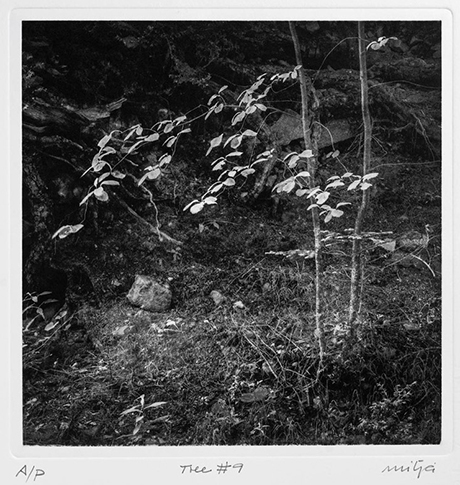 photo-gravure