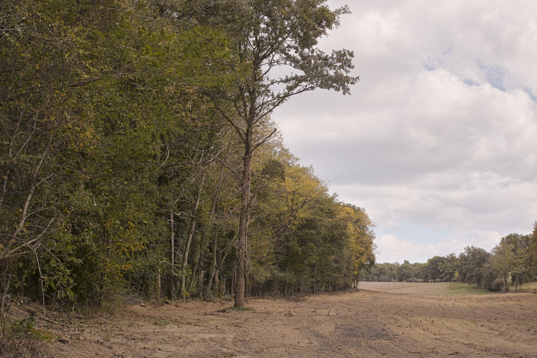 photographie de Henri Peyre : Coupe à Rochechouart en Octobre