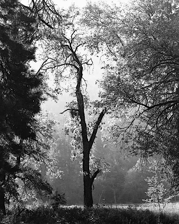 specer cox photo à la chambre grand format